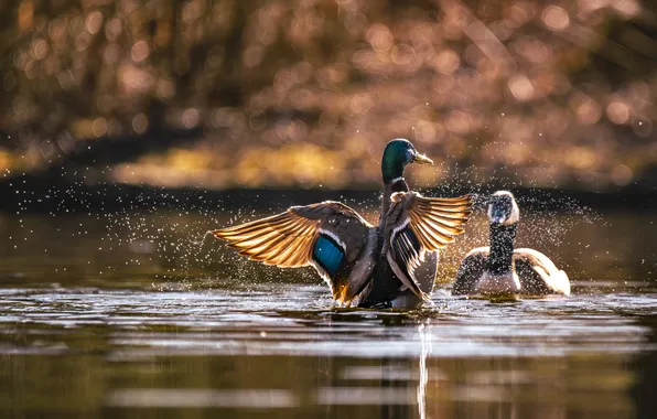 Water, light, squirt, shore, duck, wings, a couple, duck