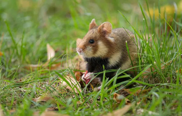 Picture Grass, Hamster, Animals, Animals, Wildlife, Wildlife, European Field hamster, European Field Hamster