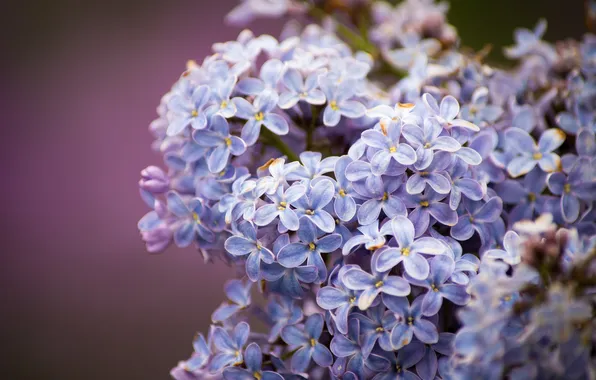 Flowers, flowering, lilac, lilac