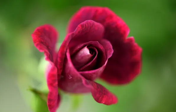 Flower, rose, petals, Bud