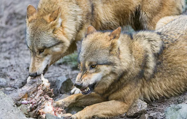 Pair, fangs, grin, meat, wolves, ©Tambako The Jaguar