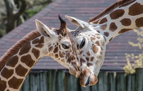 Background, giraffe, zoo