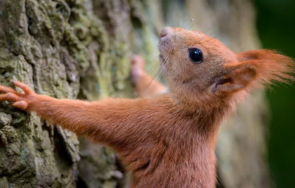 Macro, tree, protein, bark