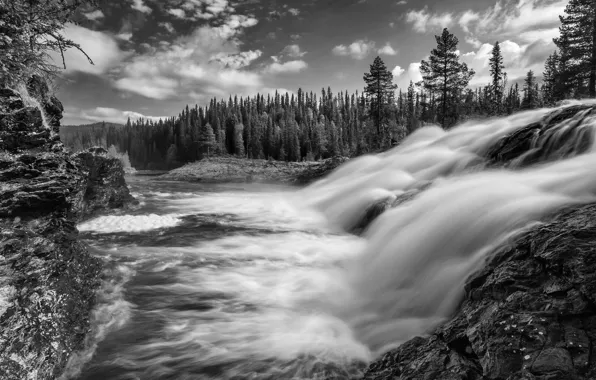 Forest, waterfall, stream, black and white, Sweden, Sweden, Dimforsen, Vasterbotten County