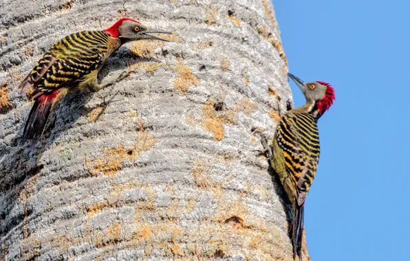 Tree, bird, woodpecker, trunk, aitisi melanerpes
