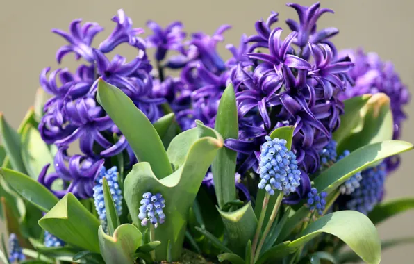 Macro, Muscari, hyacinth