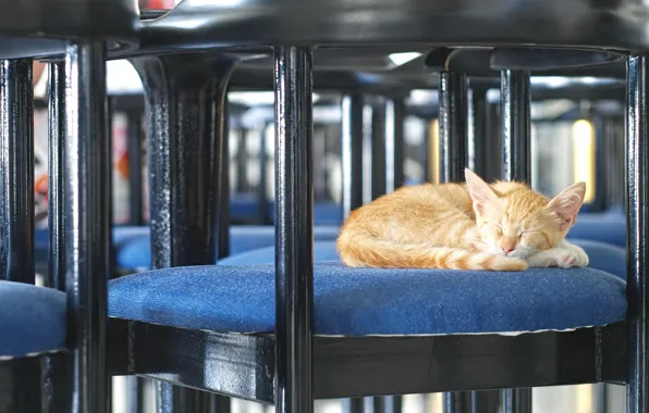 Picture cat, red, chair, sleeping
