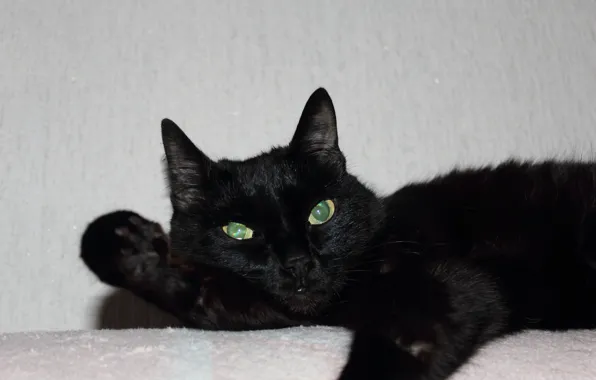 Picture cat, animal