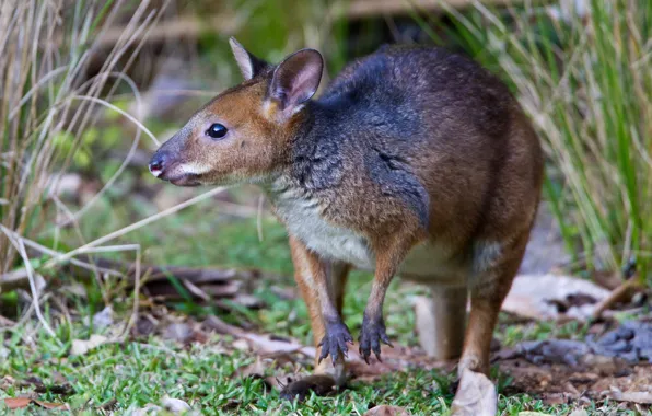 Picture mammal, marsupials, baked kangaroo, the red-legged Philander