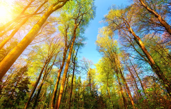 Picture autumn, forest, the sun, trees, branches, the top