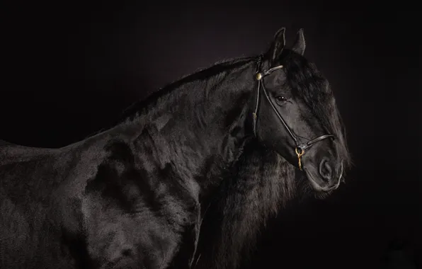 Horse, horse, mane, handsome, crow