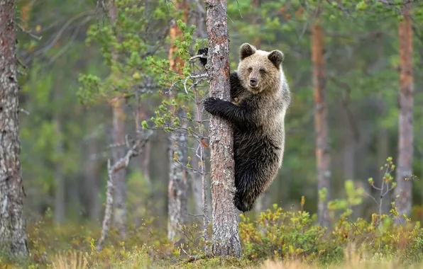 Autumn, forest, look, nature, pose, tree, bear, bear