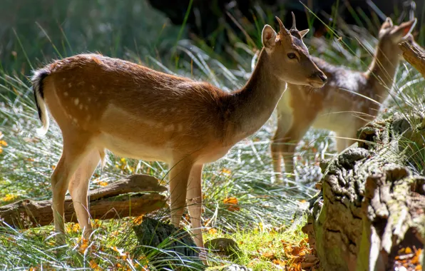 Picture leaves, light, nature, vegetation, deer, fawn