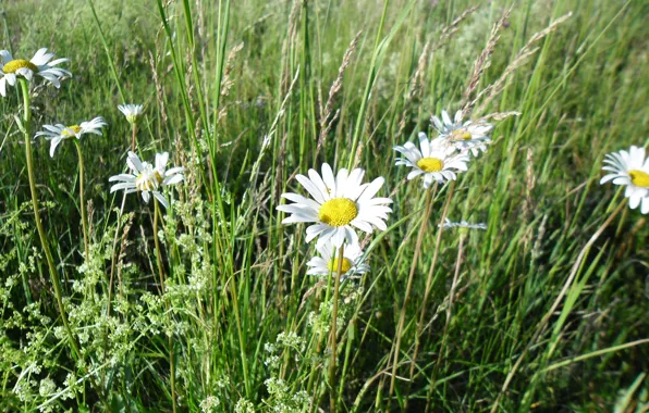 Picture summer, grass, nature, chamomile, village, meadow