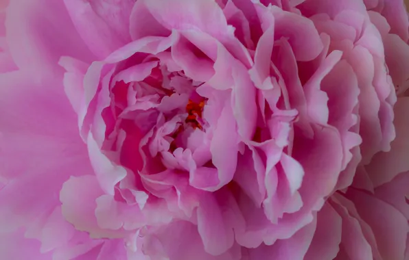 Macro, pink, peony