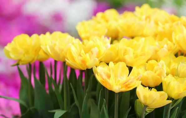 Yellow, tulips, flowerbed