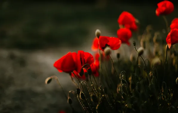 Light, flowers, red, the dark background, Maki, contrast