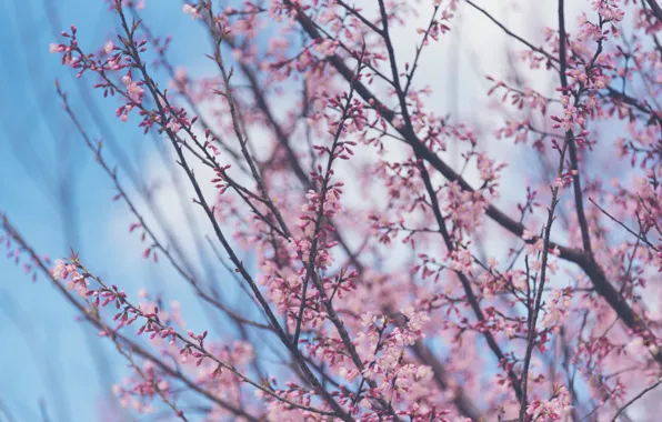 Picture the sky, branches, spring, Sakura, flowering, pink, blossom, sakura