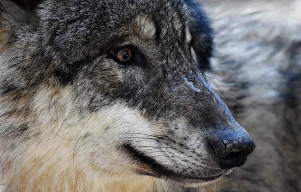 Eyes, face, predator, Wolf
