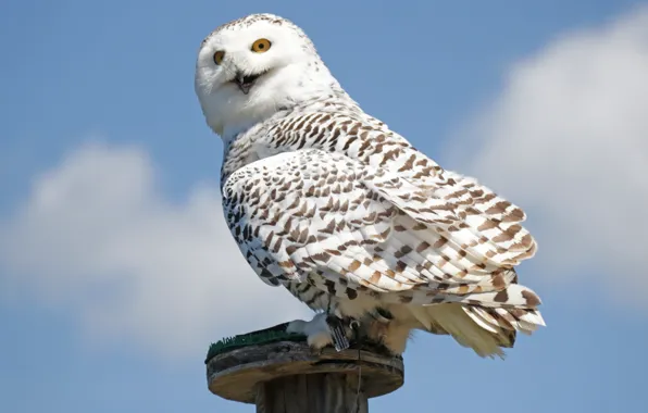 Picture Harry Potter, Hedwig, white owl perched on wooden pedestal, Snowy O