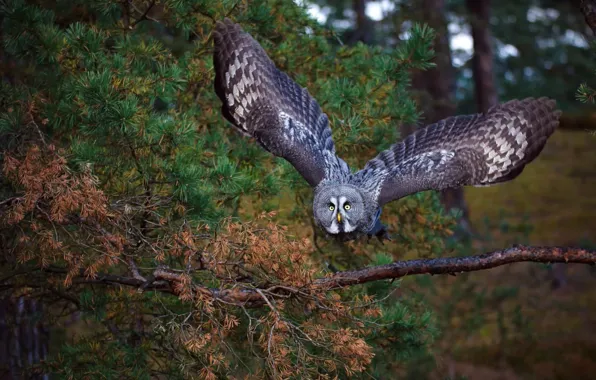 Forest, look, trees, flight, branches, green, the dark background, background