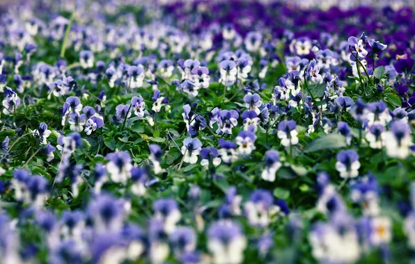 Summer, flowers, blooms, Pansy