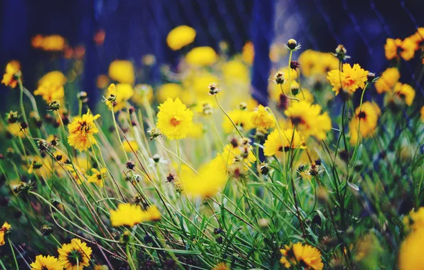 Picture flowers, yellow, blur, flowerbed