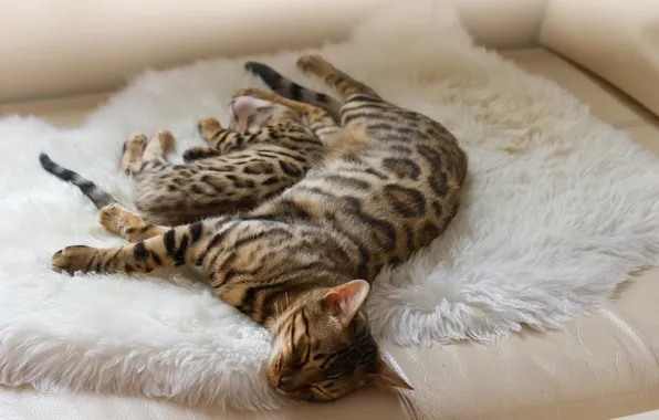 Animals, stay, color, sleep, Bengal cats