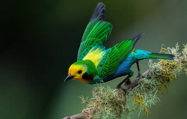 Background, bird, branch, colorful, Chernouhie colored tanager