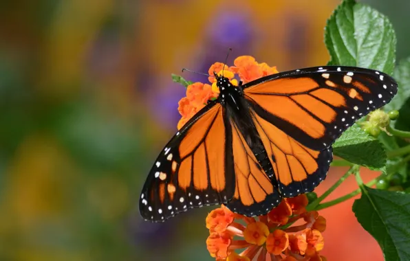 Flower, macro, butterfly, monarch, The monarch