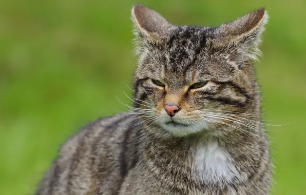 Cat, cat, face, grey, unhappy, striped, wild, forest