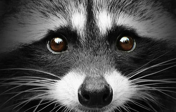 Face, portrait, raccoon
