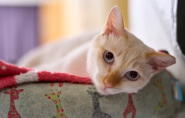 Cat, white, cat, look, face, pose, sofa, portrait