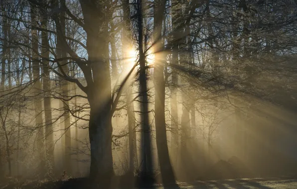 Forest, trees, haze, sunlight