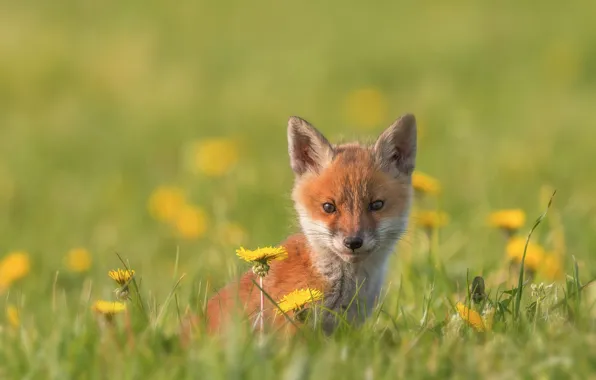 Picture grass, look, flowers, baby, muzzle, cub, dandelions, bokeh