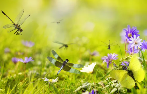 Grass, flowers, collage, dragonfly, petals, meadow, insect