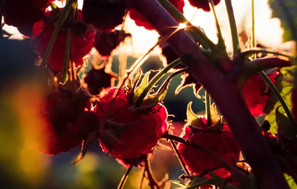 Picture leaves, light, branches, berries, raspberry