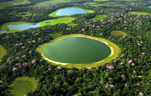 Lake, swamp, Brazil, flowering, The Pantanal