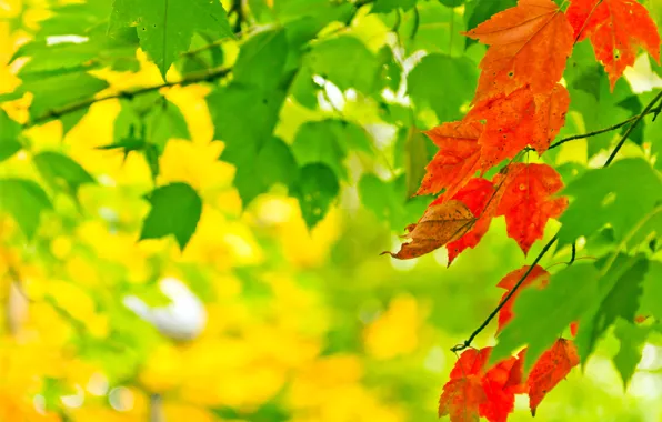 Picture autumn, leaves, light, nature, paint, colors, light, nature, autumn, leaves, bokeh, bokeh, 2560x1600