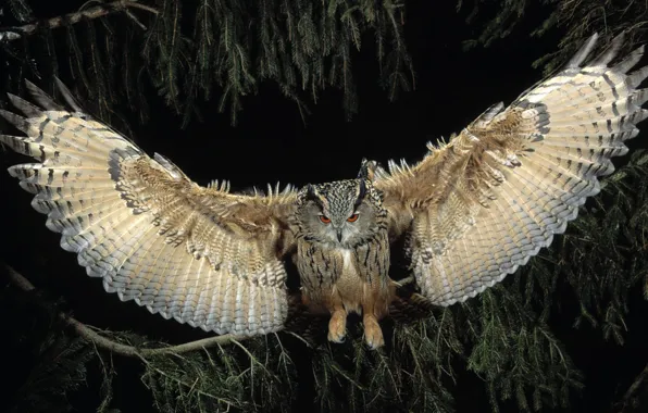 Picture flight, night, owl, wings, Bird