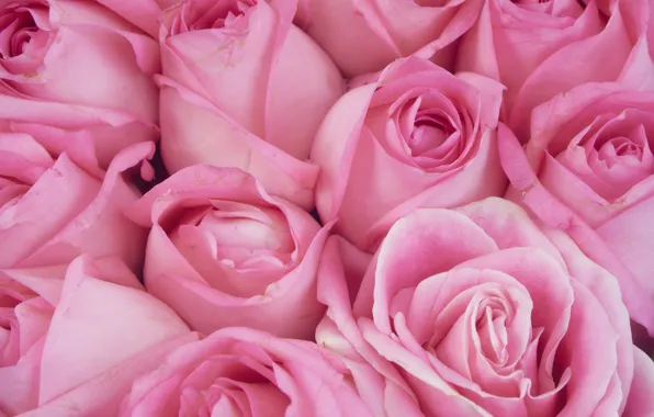 Picture background, roses, pink, buds