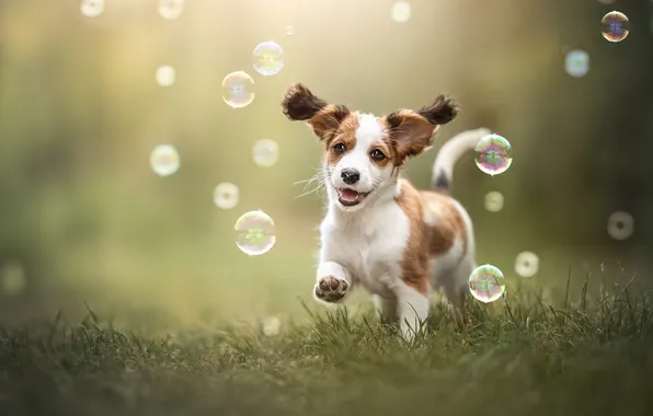 Grass, mood, dog, bubbles, puppy, walk