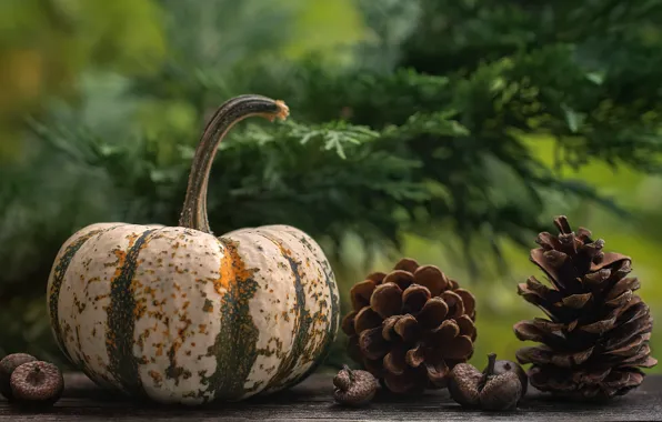 Picture branches, pumpkin, needles, bumps