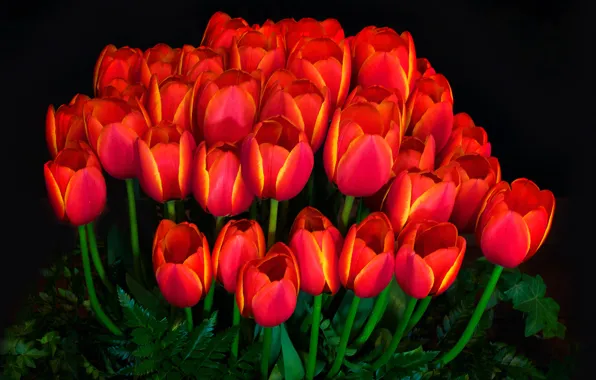 Light, background, petals, garden, tulips