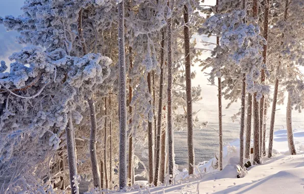 Picture winter, frost, water, snow, trees, beauty