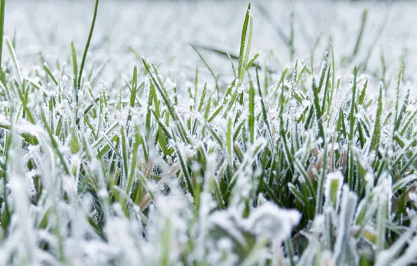 Picture greens, grass, snow, blue