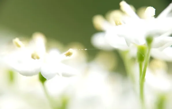 Green, White, petals
