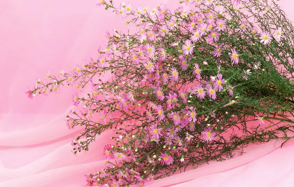 Picture branches, bouquet, pink background