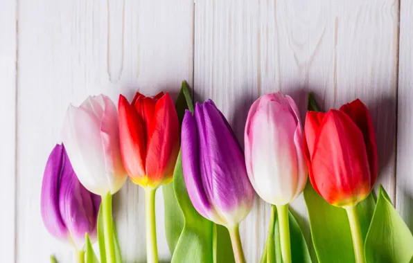 Flowers, bouquet, colorful, tulips, red, white, wood, flowers