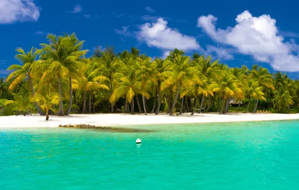 Picture beach, palm trees, the ocean, resort, white sand, fantastic Maldives
